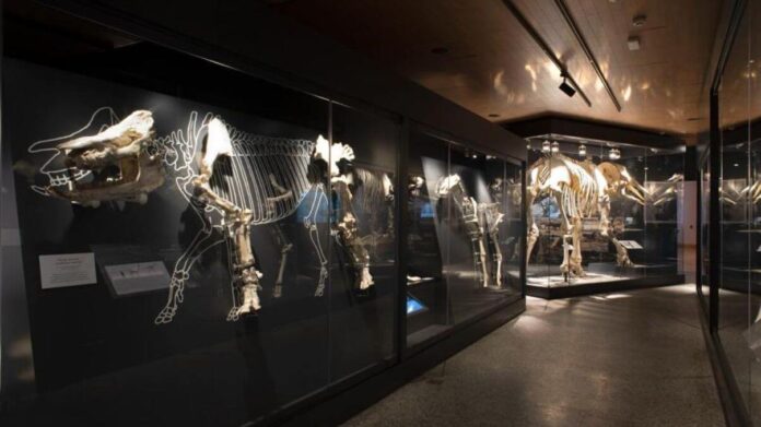 museo arquelogolico nacional visita gratis