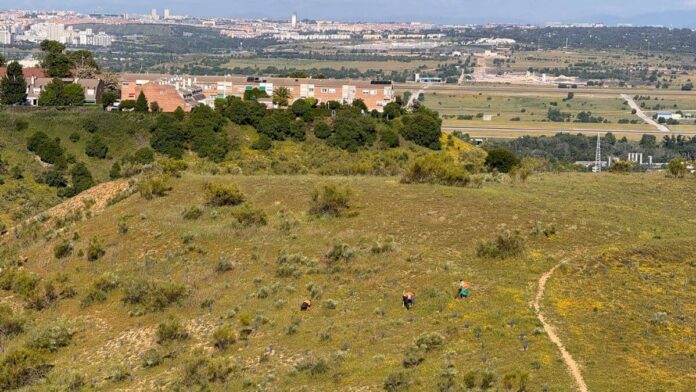 El Ayuntamiento reactiva el mantenimiento de las plantaciones municipales vinculadas al convenio firmado con Iberia
