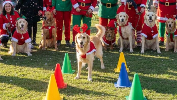 san silvestre perruna en Paracuellos de Jarama 2025