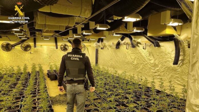 desmantelada red marihuana Paracuellos